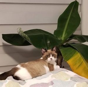 Meet your Posher, Vanea